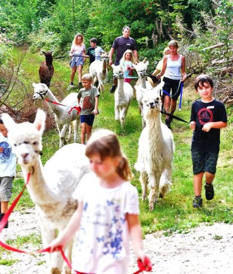 Alpakas bei ihnen