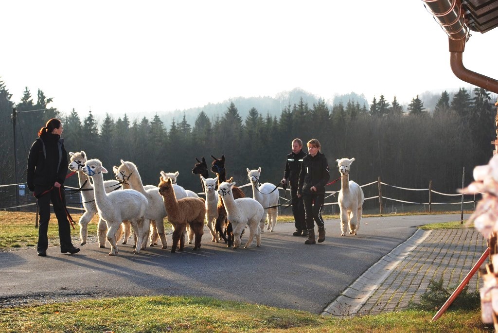 Alpakawanderung in Bayern