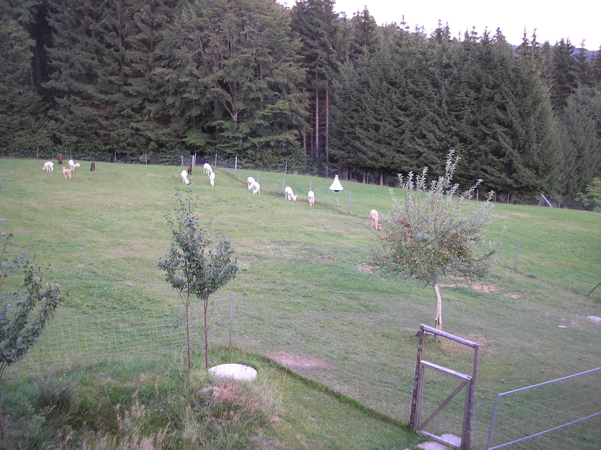 Alpakastuten in Bayern