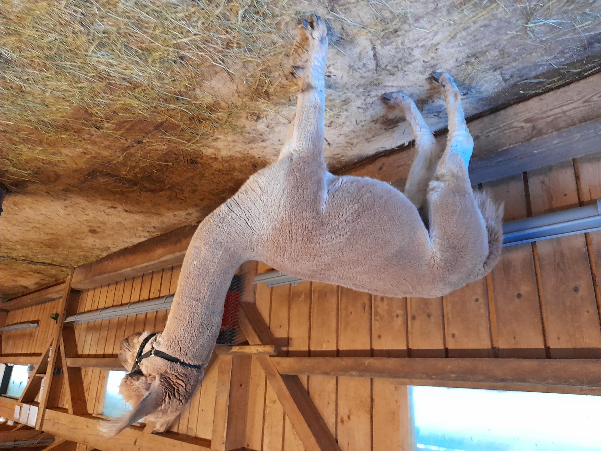 Huacaya-Deckhengst in Bayern