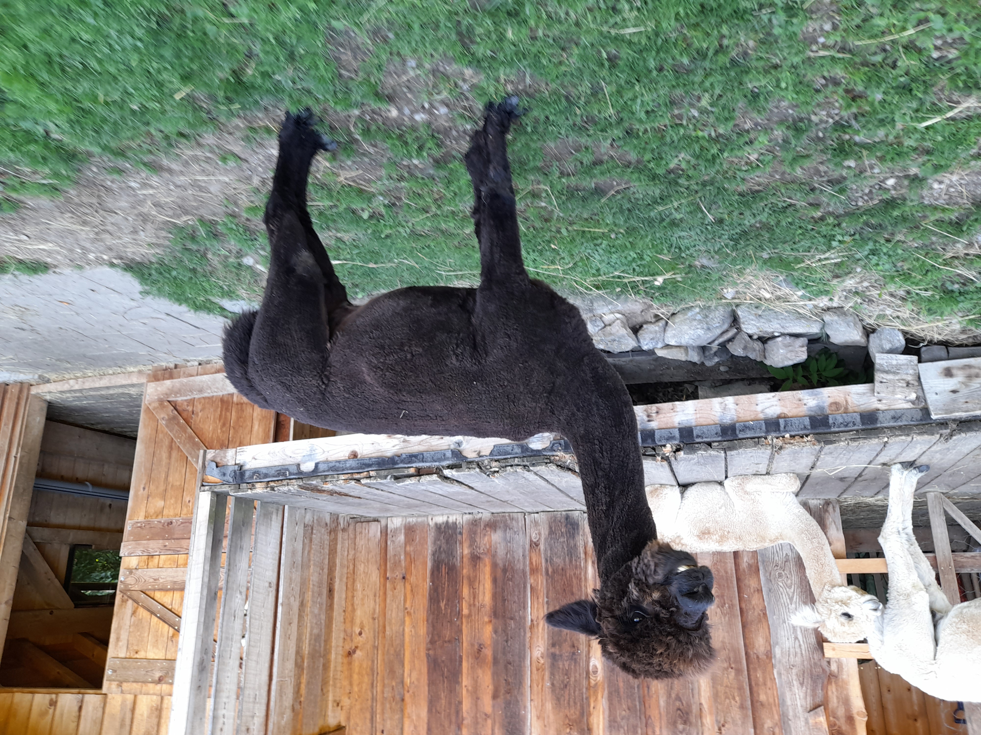 Huacaya-Deckhengst in Bayern