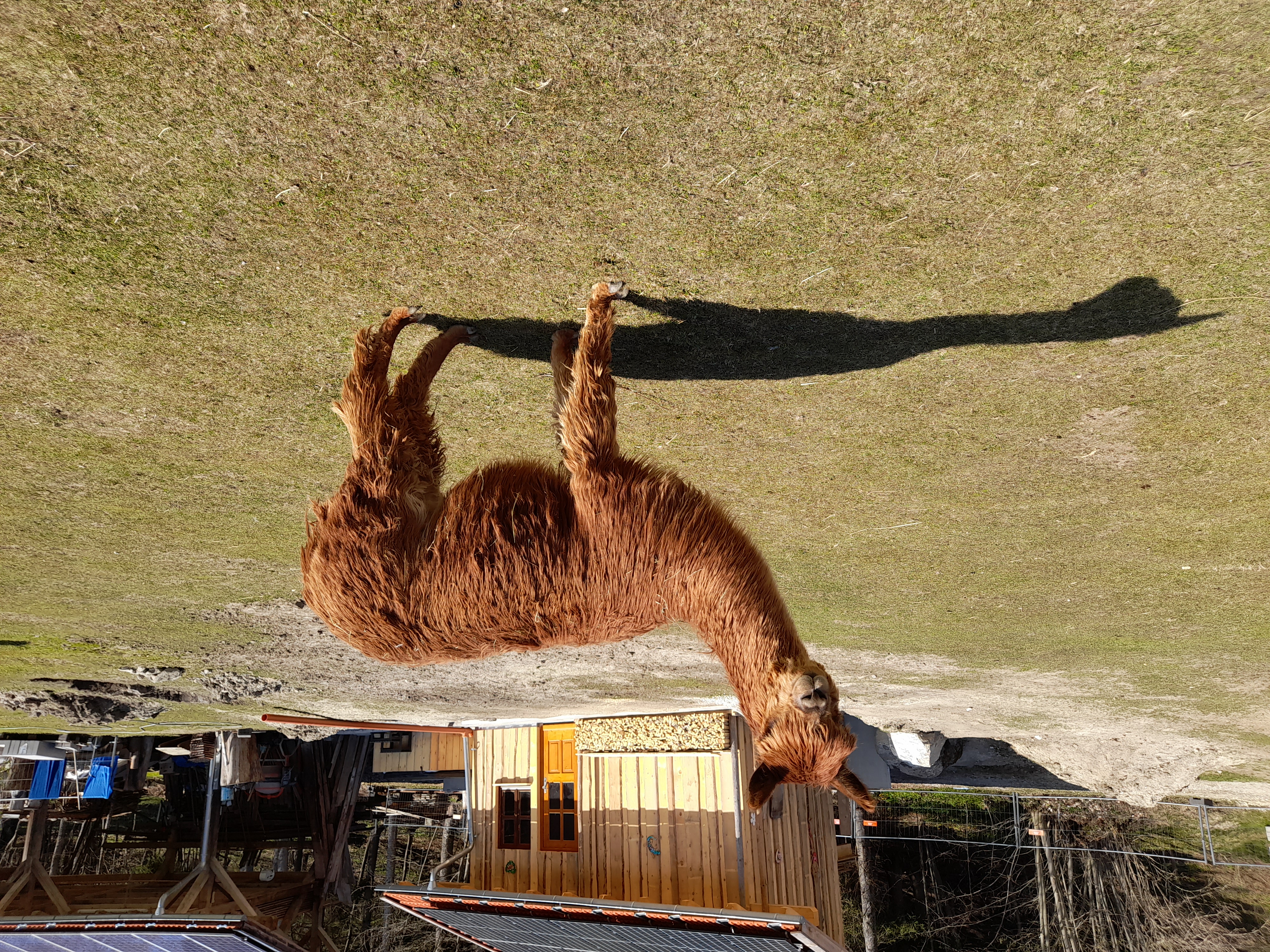 Suri-Zuchthengst im bayrischen Wald