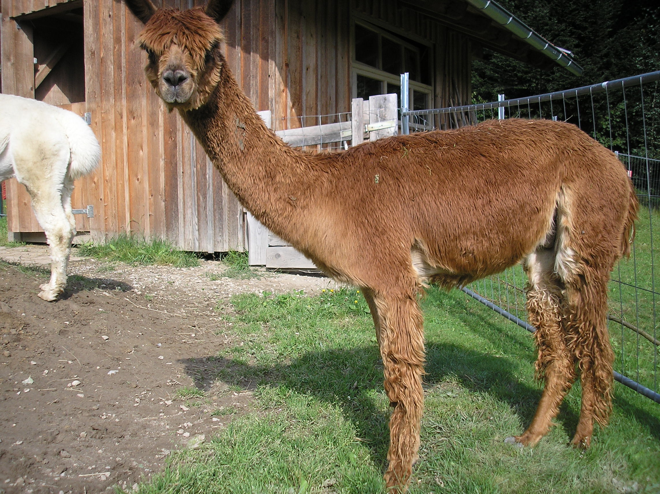 Deckhengst in Bayern