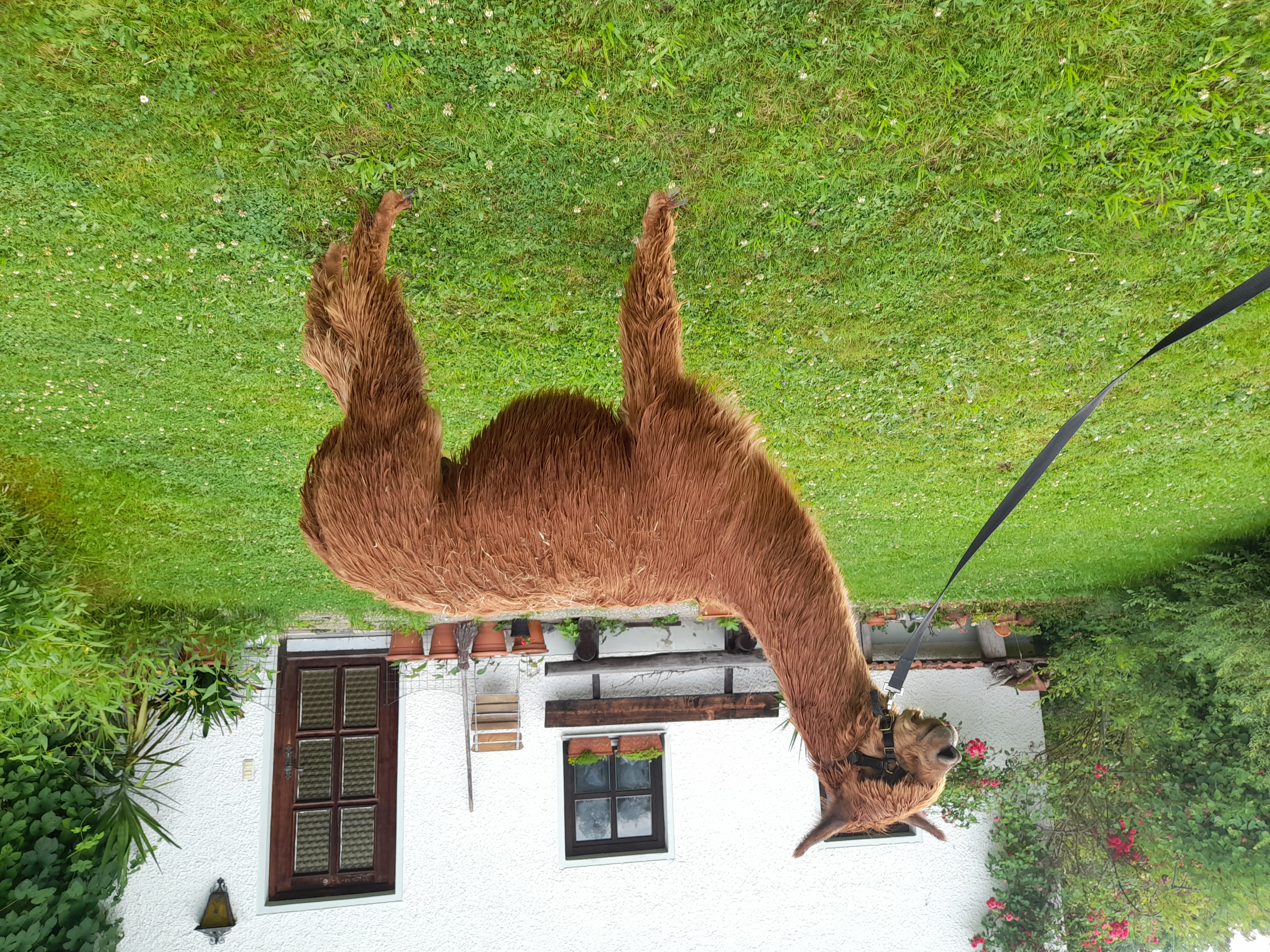 Suri-Deckhengst in Bayern