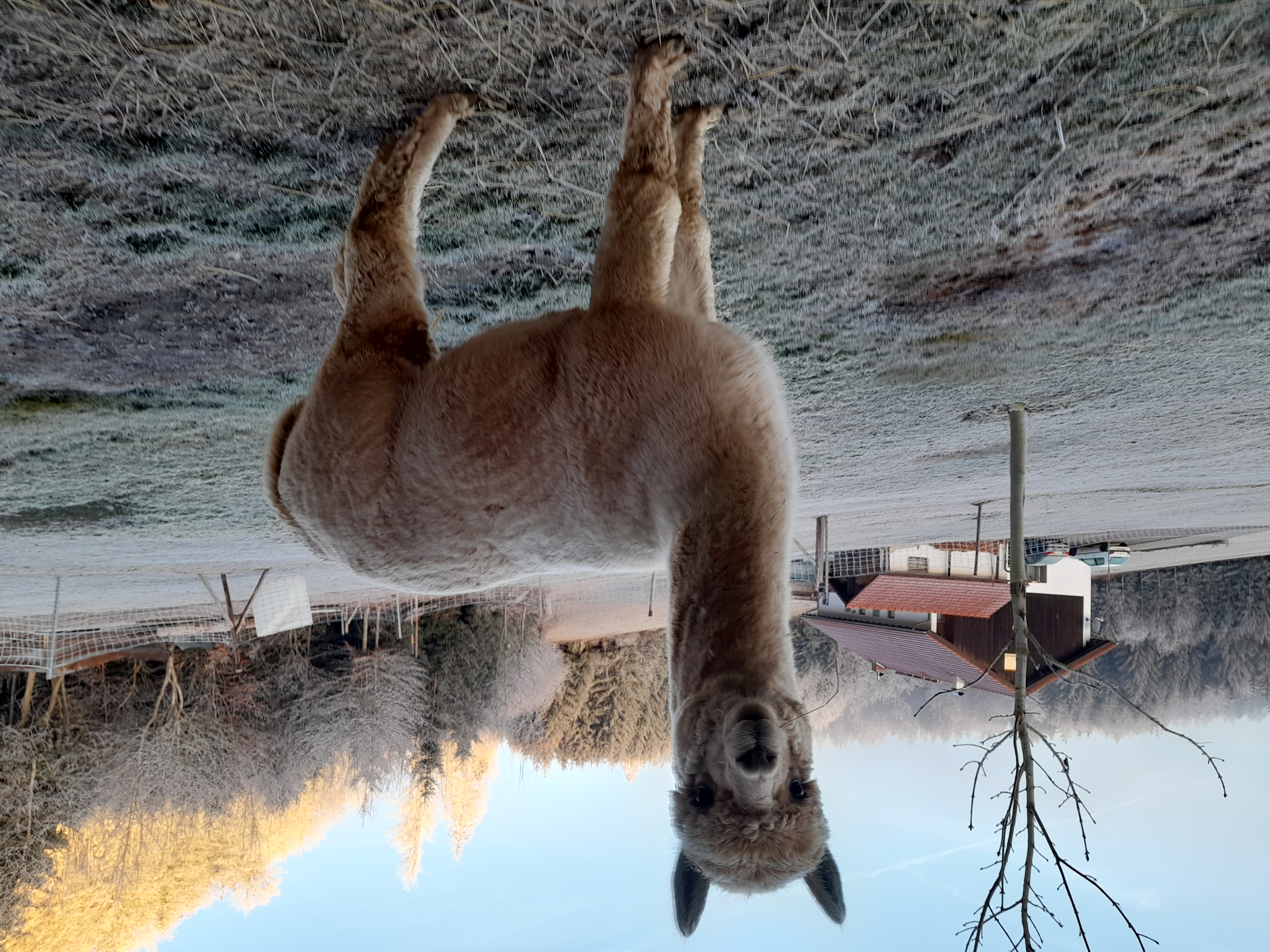 Huacaya-Deckhengst in Bayern