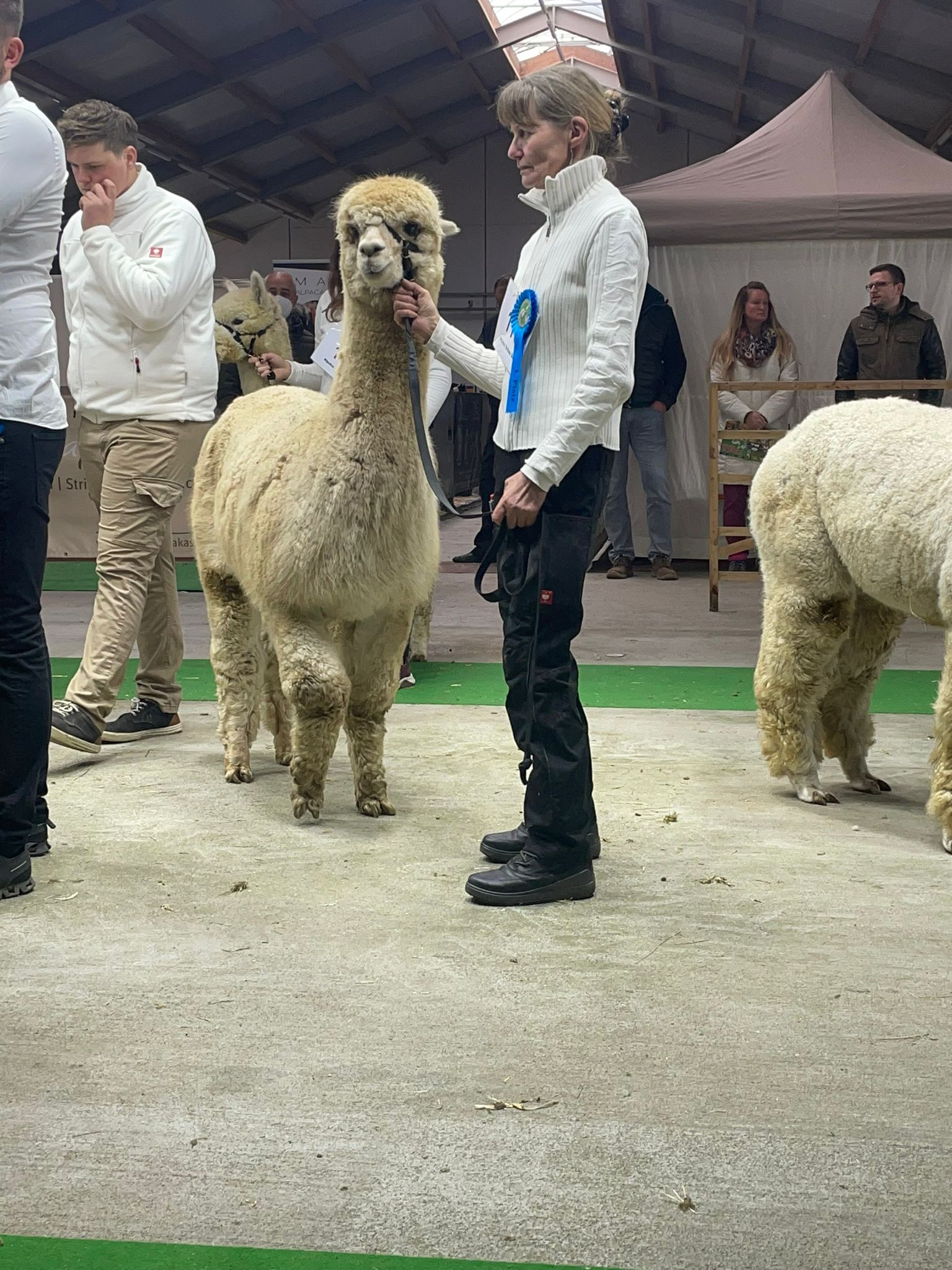 Huacaya-Deckhengst geschorenes Alpaka