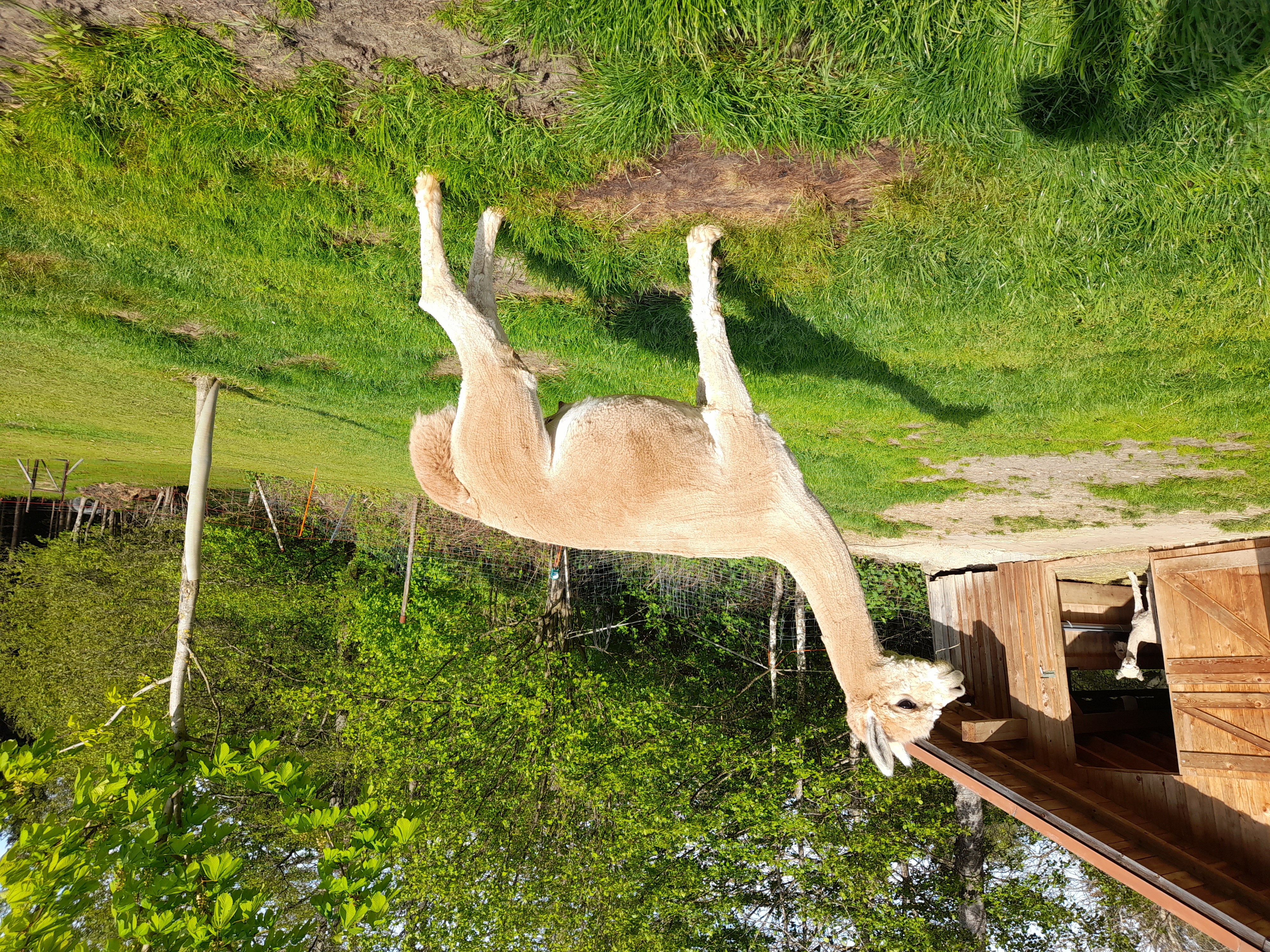 Huacaya-Deckhengst geschorenes Alpaka