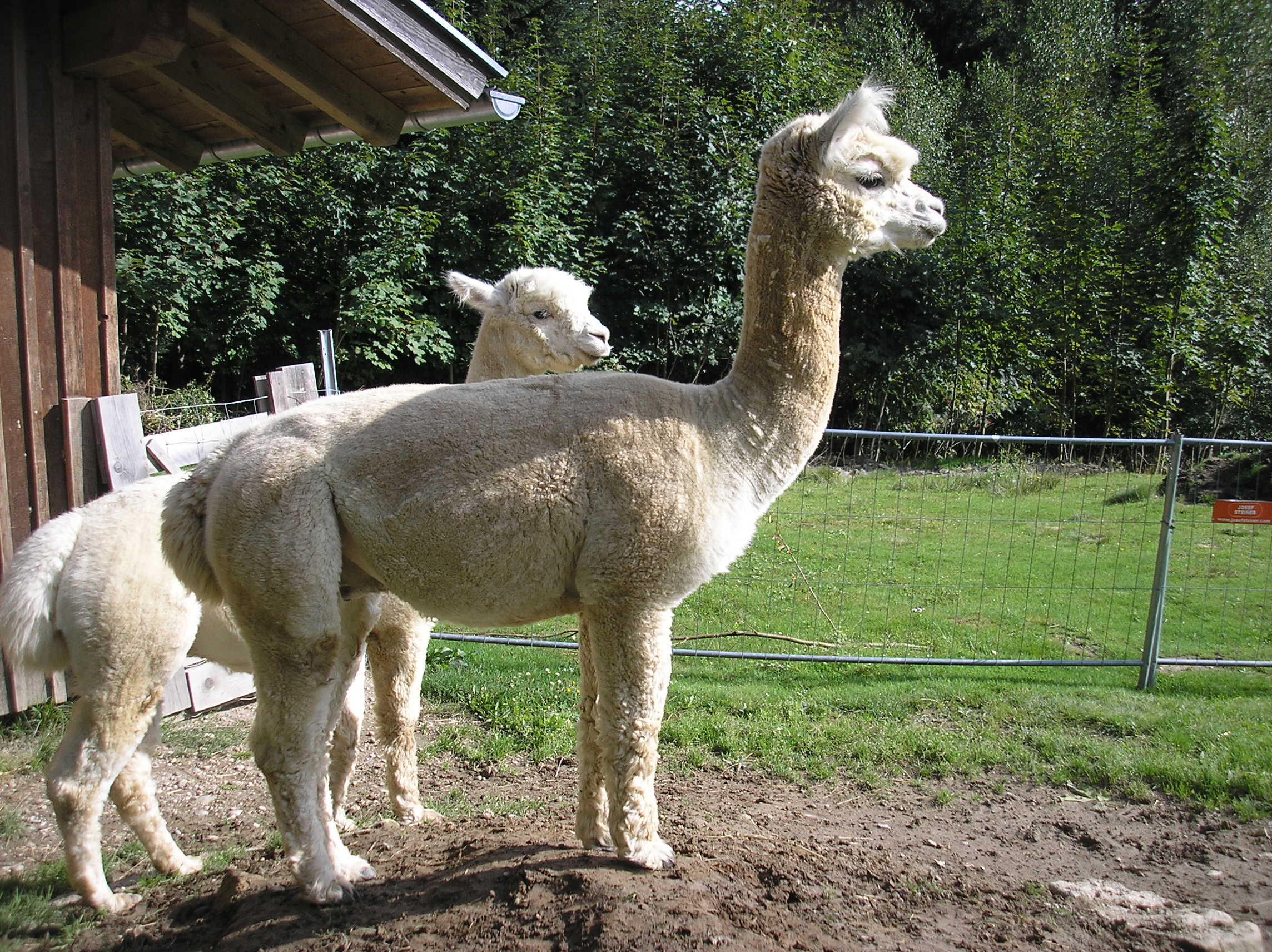 Zuchthengst geschoren