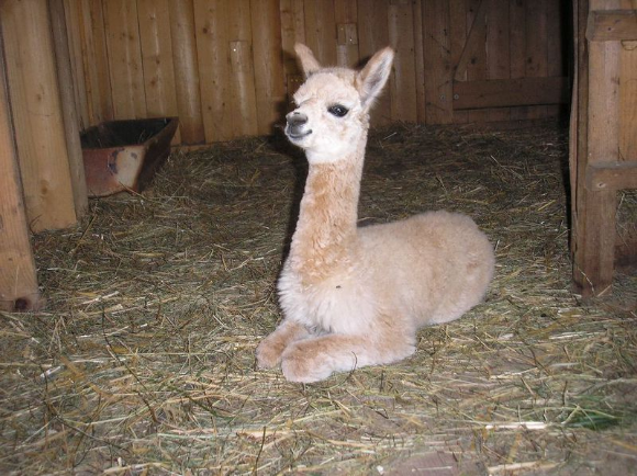 Tochter vom Zuchthengst Friperufvian