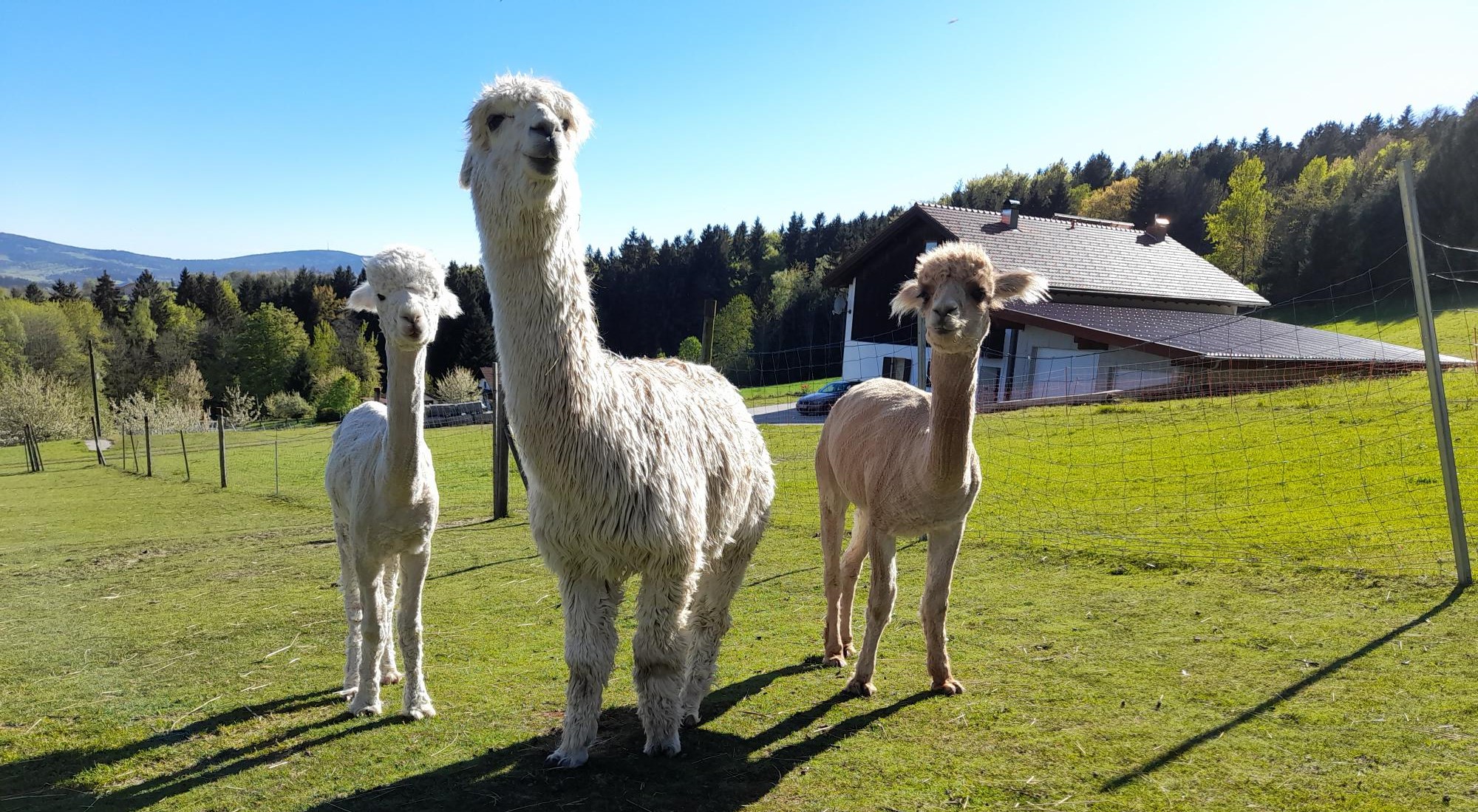 Alpakastute zu verkaufen