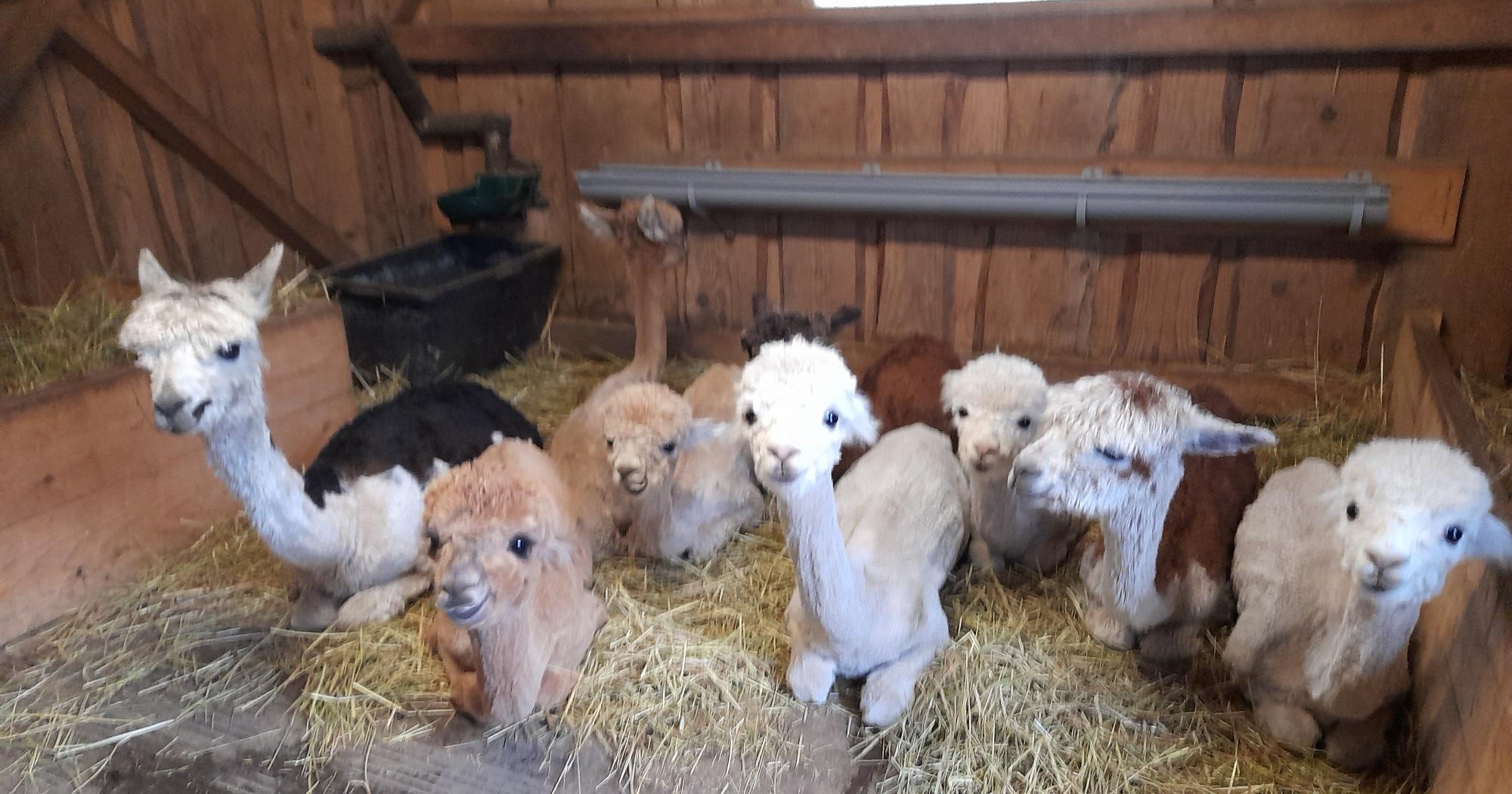 Junghengst in Bayern