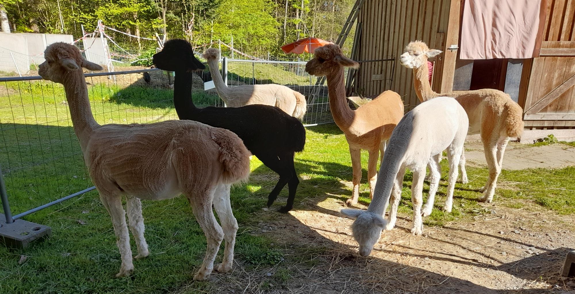 Alpakas zu verkaufen