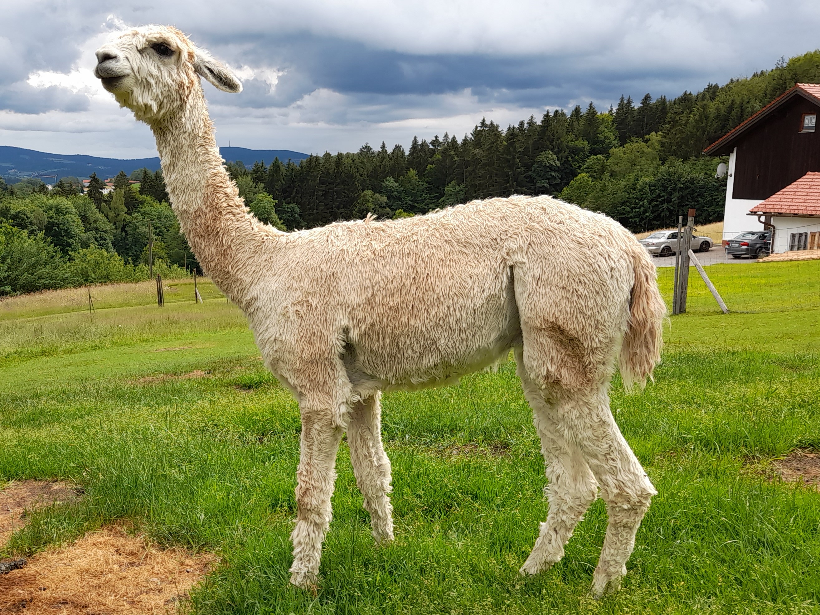 Alpaka verkaufen