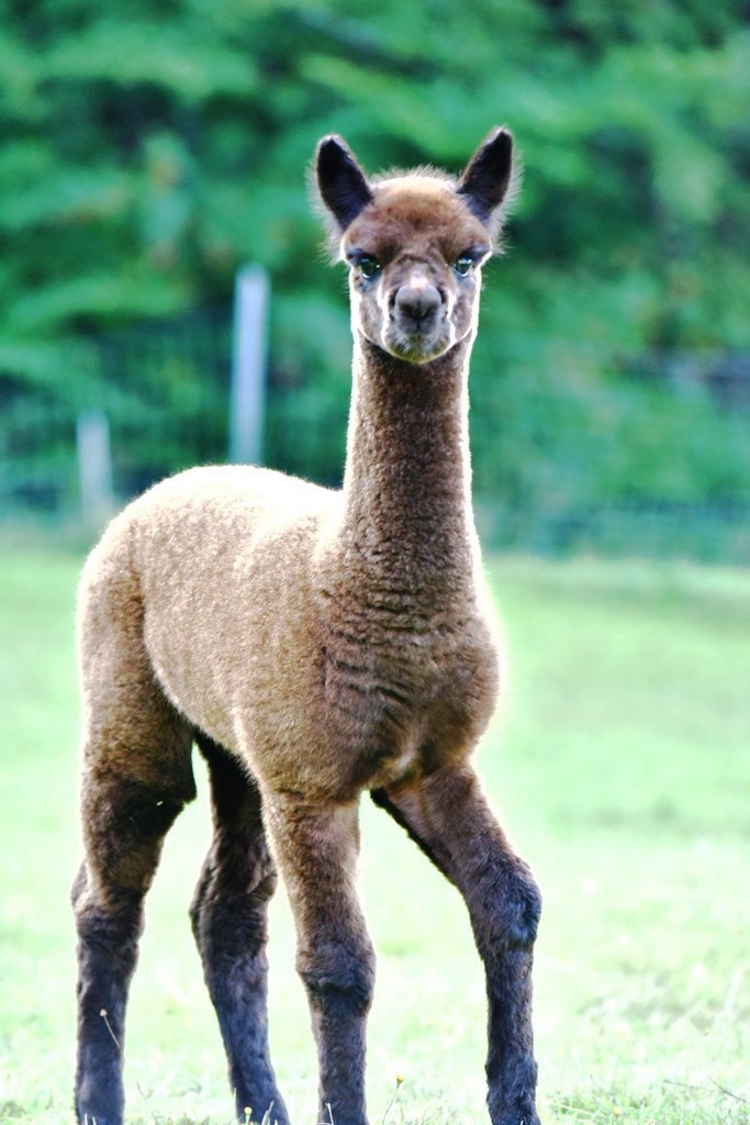 Unser Brauner - Brooklyn